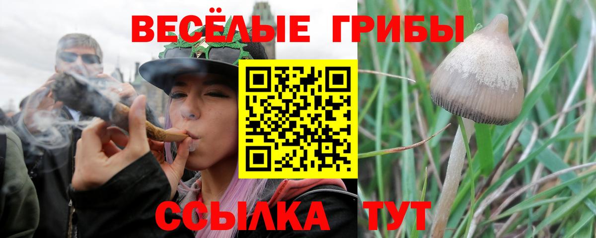 Котлас  Псилоцибиновые грибы Cubensis  Вход с VPN 